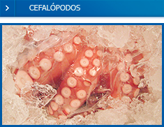 Cefalopodos